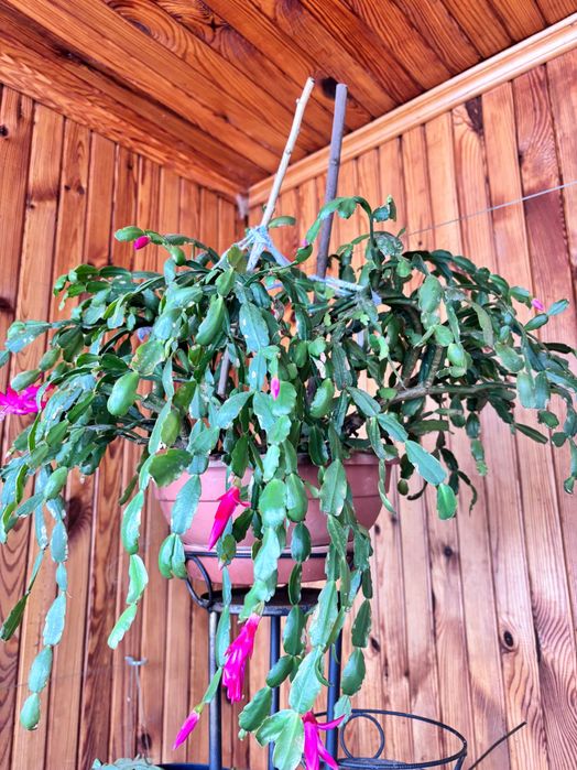 Різдвяний кактус (Шлюмбергера Різдвяник)