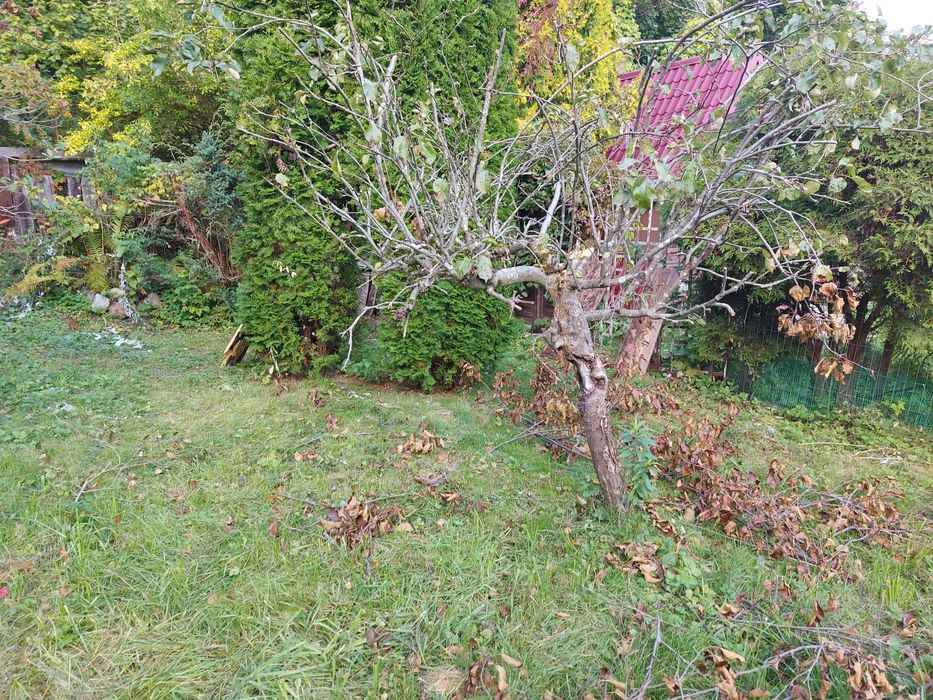 Gdansk Oliwa dzialka ogrodnicza