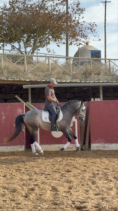 Cavalo Lusitano Puro,  Veiga !
