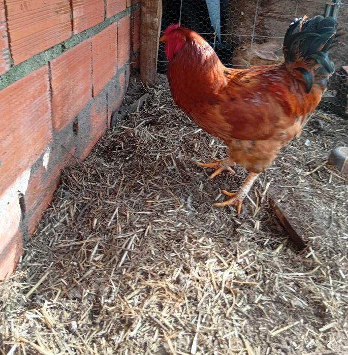 Galos com 10 meses  15€