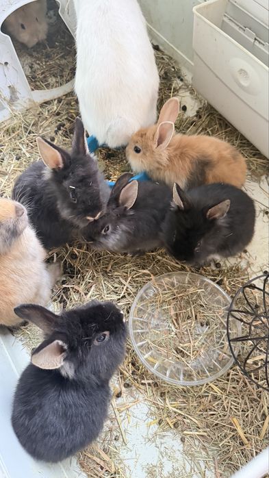 Młode króliczki 8 tygodniowe