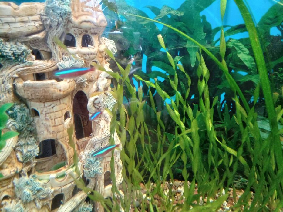 Акваріум 150л. 800х500х350.