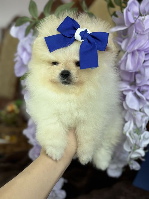 дівчинка шоу классу тип ведмедик