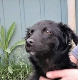 Цуцик хлопчик  5міс Черкаси