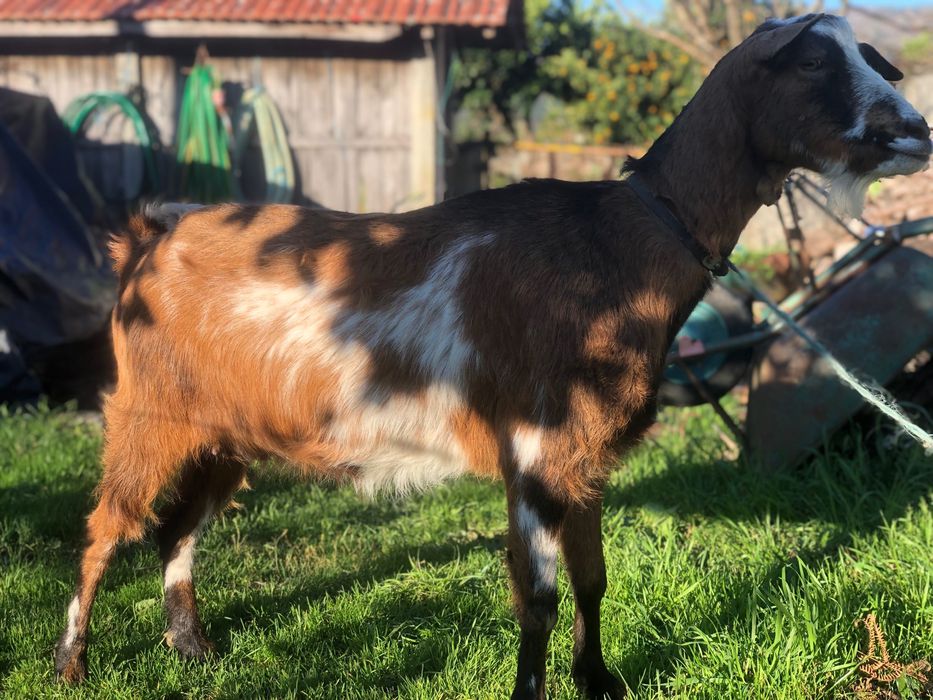 Cabra adulta nova