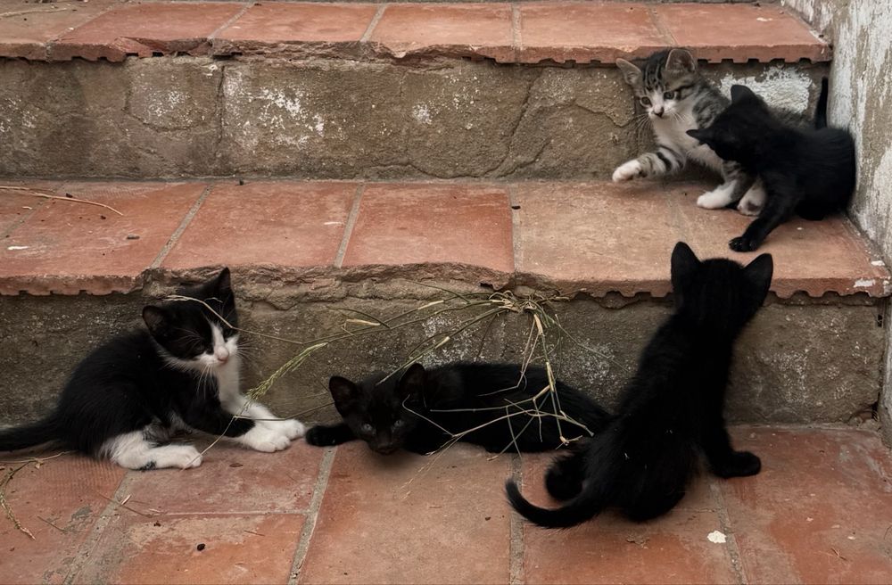 Gatinhos bebés para adoção responsável