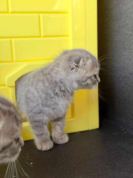 Gatinha Scottish Fold Silver Tabby com branco
