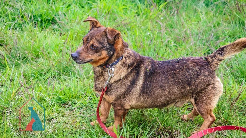 Waży tylko 9 kg i ma bardzo fajny charakter - adoptuj pupila