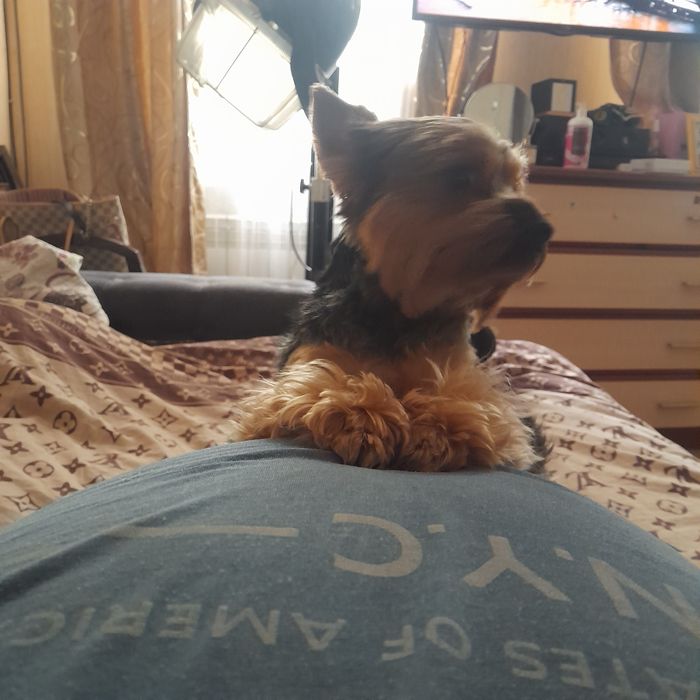 Йокширский терьер 2 года ждет в гости невесту