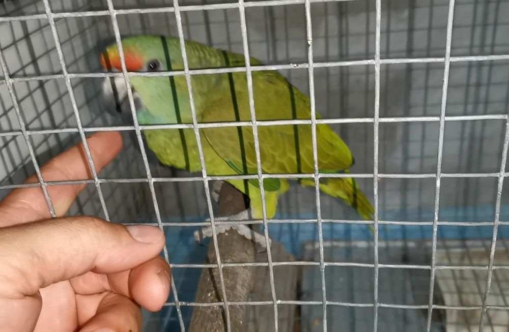 Amazona Bodini criado à mão