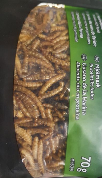 Świerszcze, mączniki, drewnojady || Karmówka, jaszczurka, białko