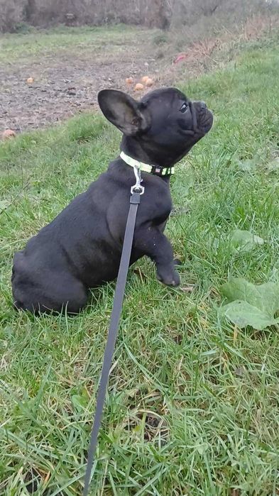 Справжня рідкість