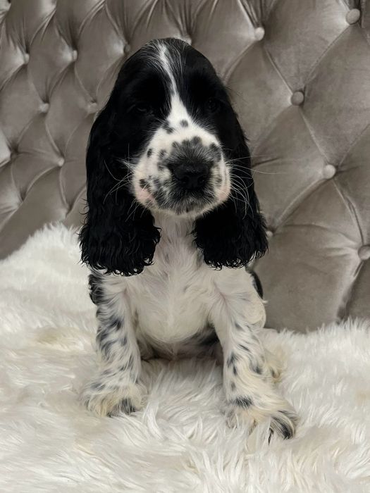 Piesek Cocker Spaniel Angielski