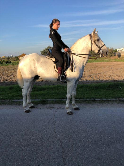 Vendo ou troco cavalo cruzada lusitano