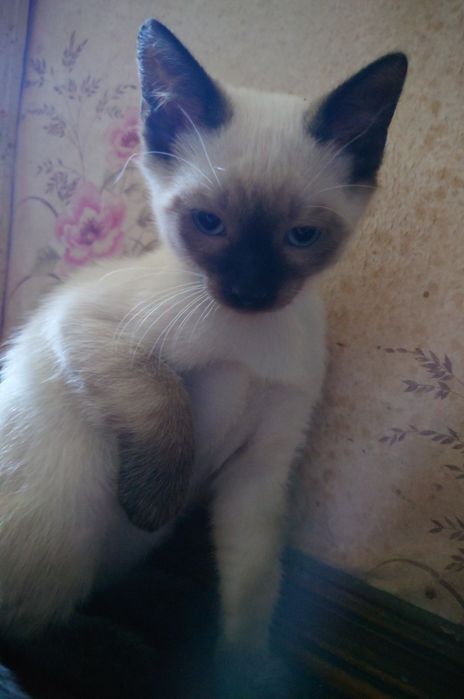 Сиамский котёнок