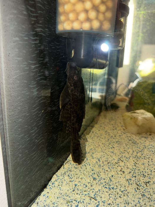 Pleco leopardo 15cm