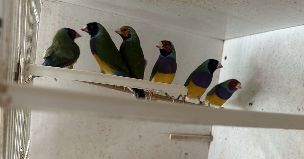 Diamante de gould