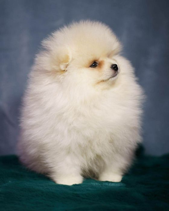 Pomeranian piesek