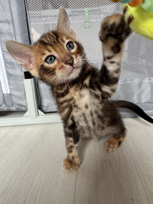 Бенгальське кошеня в мраморному окрасі