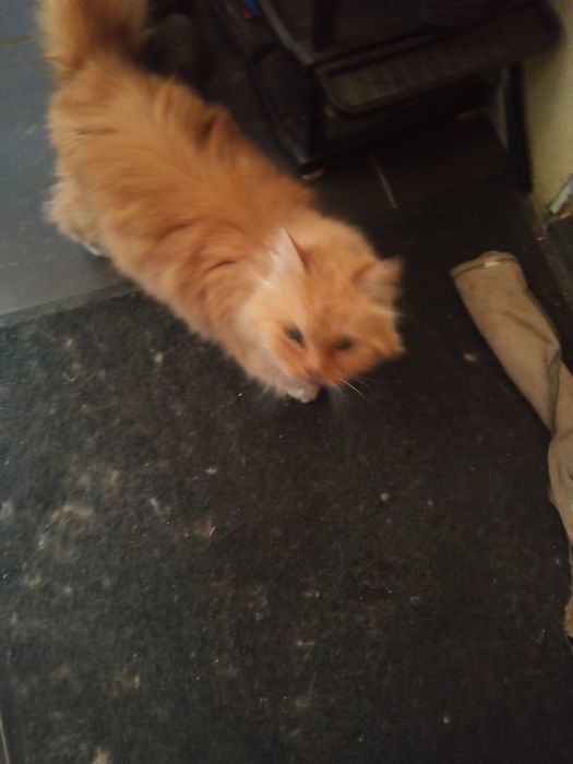 Рыжая стерилизованная кошка с фронта ищет дом! Кошка в хорошие руки!