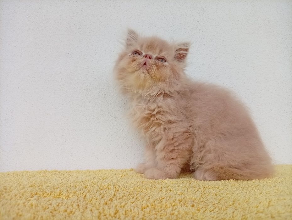 Persa menino fofo
