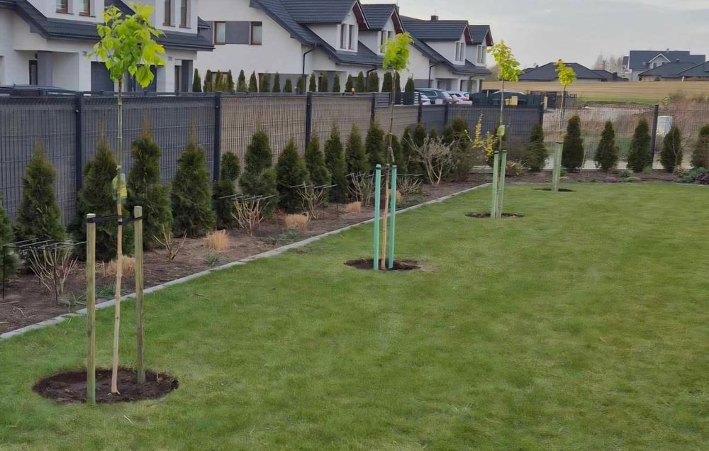 Klon jesionolistny Odessanum  szczepiony na pniu