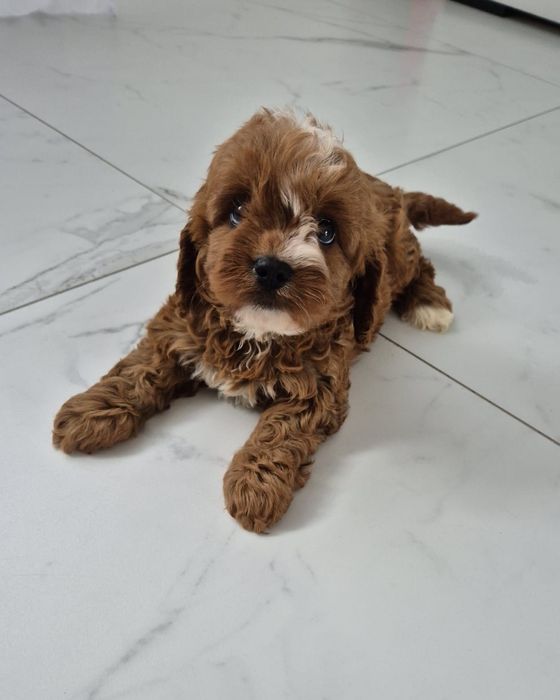 Suczka Cavapoo f1 Cavalier & Pudel