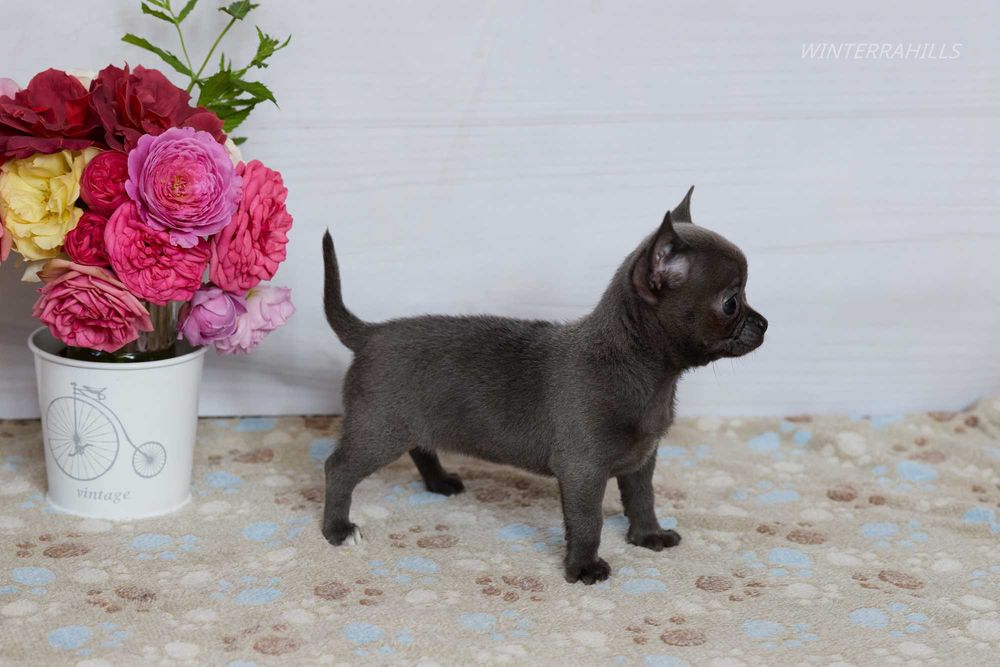 Blue smoothcoat female Chihuahua ~ Чіхуахуа КСУ