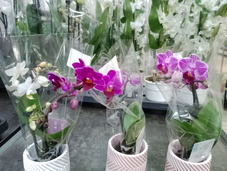 Квіти фаленопсіс , троянда, бонсай та інші