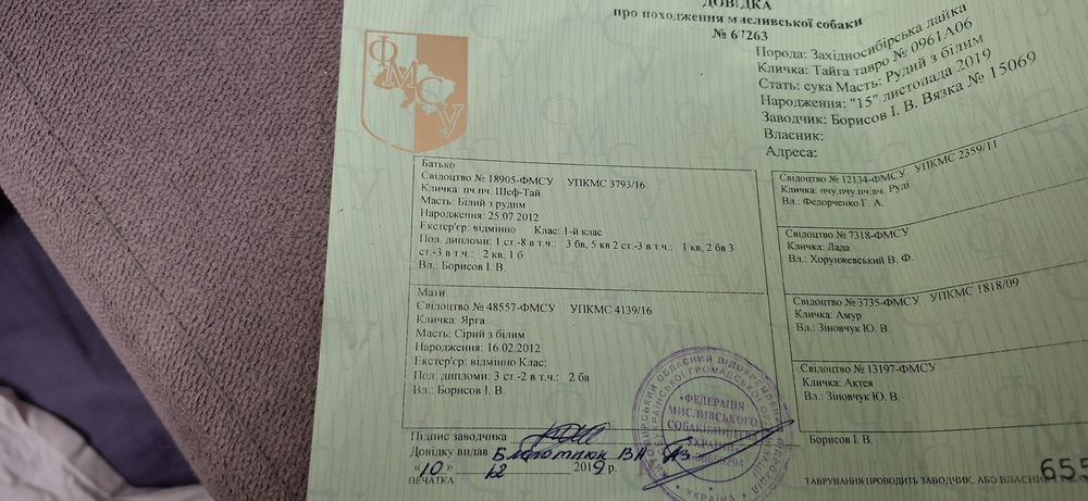 Щенята західносибірської лайки