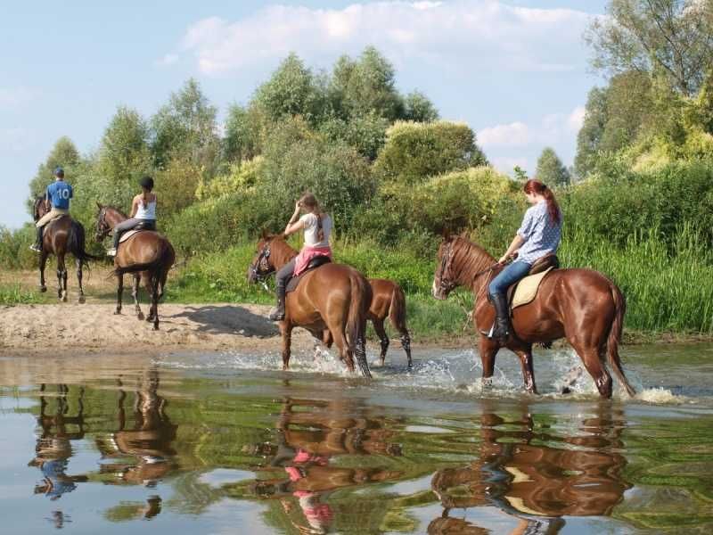Оренда стайні на 12 денників.