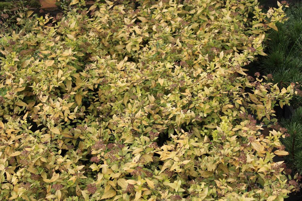 Tawuła Golden Prnicess doniczki 1,5l