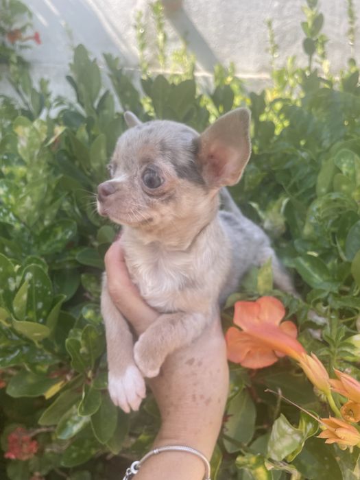Chihuahua lilac merle femea