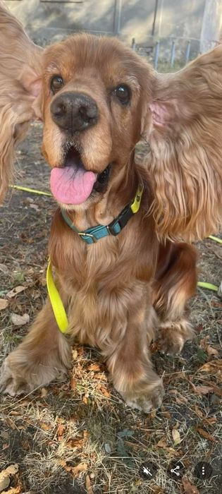 В'язка англійський кокер спанієль