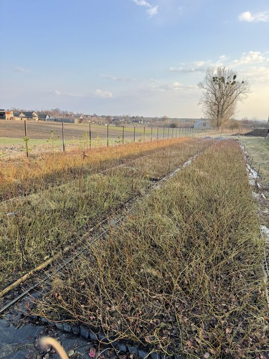 Саджанці лохини опт