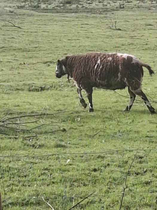 Vendo carneiro malhado holandês
