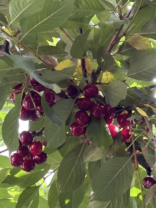 Wiśnie świerze naturalne