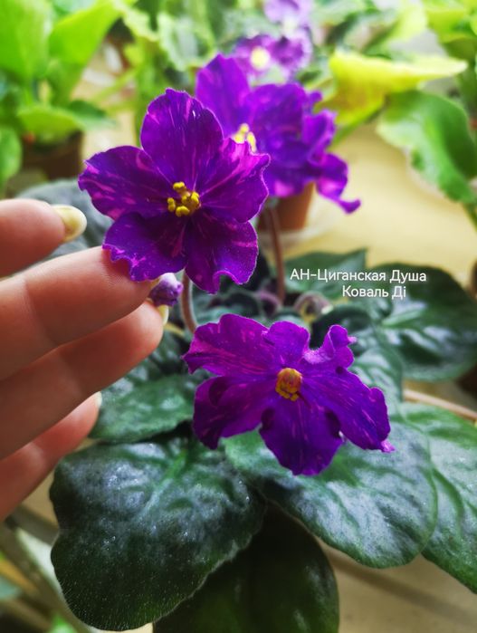 Фіалки сортові розпродаж