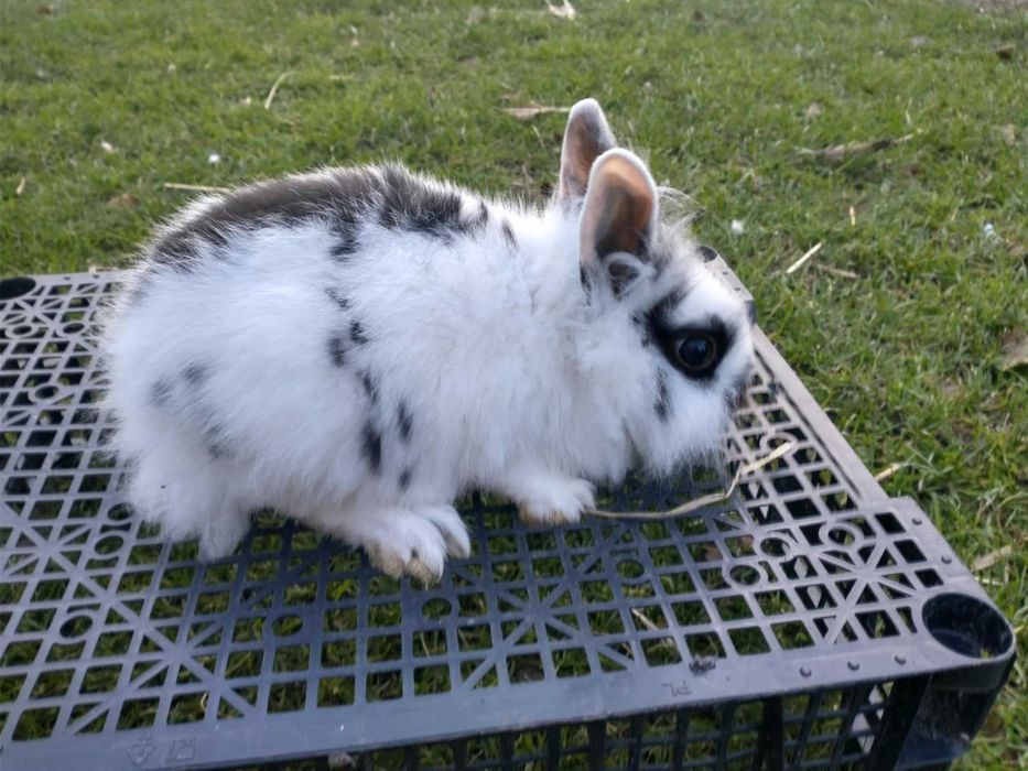 Mam do sprzedania 4 młode króliki miniaturki