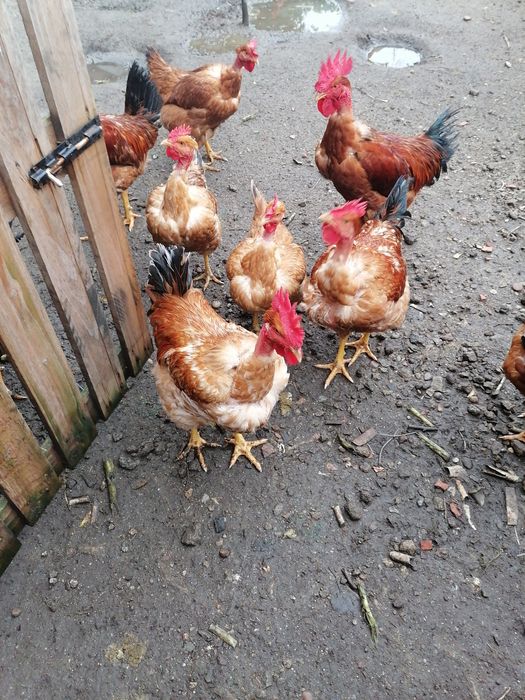 Galos novos para venda