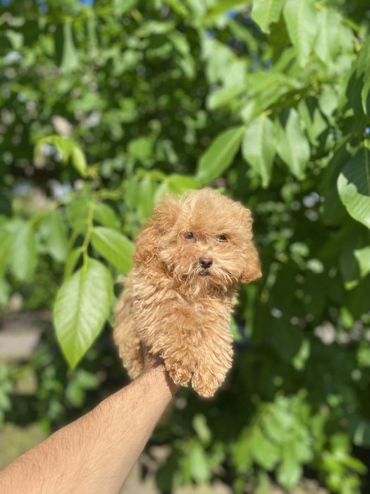 Чудовий хлопчик мальтіпу