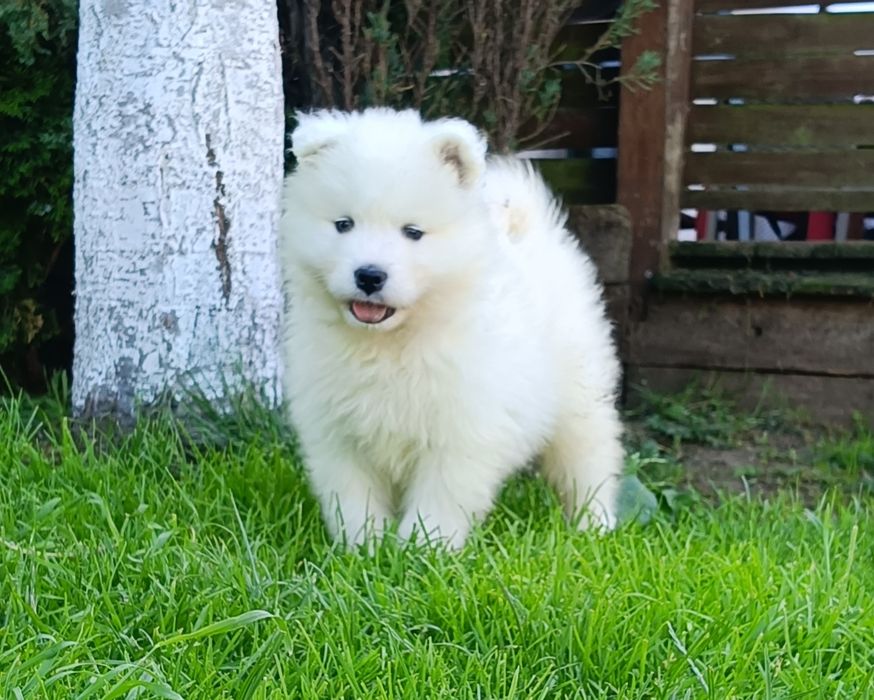 Samoyed FCI / Zkwp odbiór początek lipca 2026