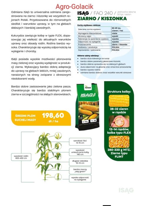 Kukurydza do siewu ! Polska ! Super cena