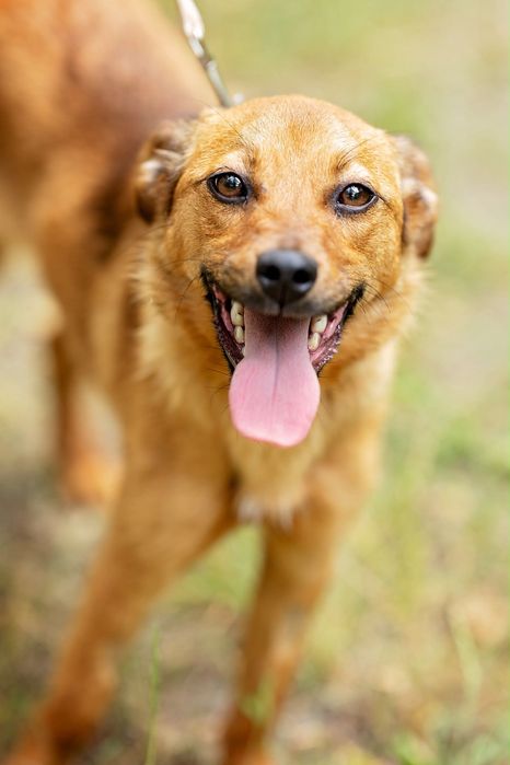 Suczka do adopcji