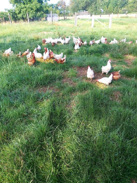 Jajka wiejskie od kur z wolnego wybiegu