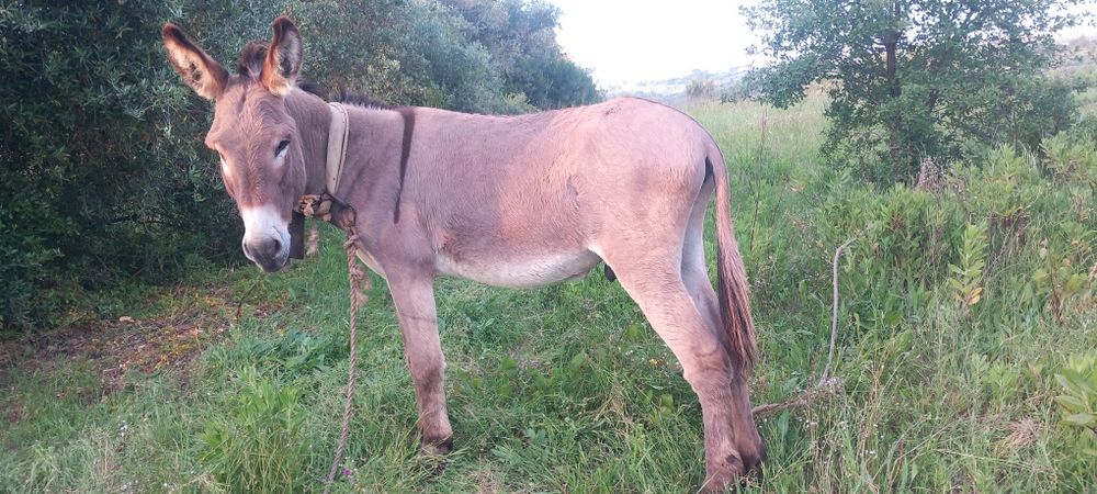 Burro 5 anos super mansinho  e docil mesmo de confiança