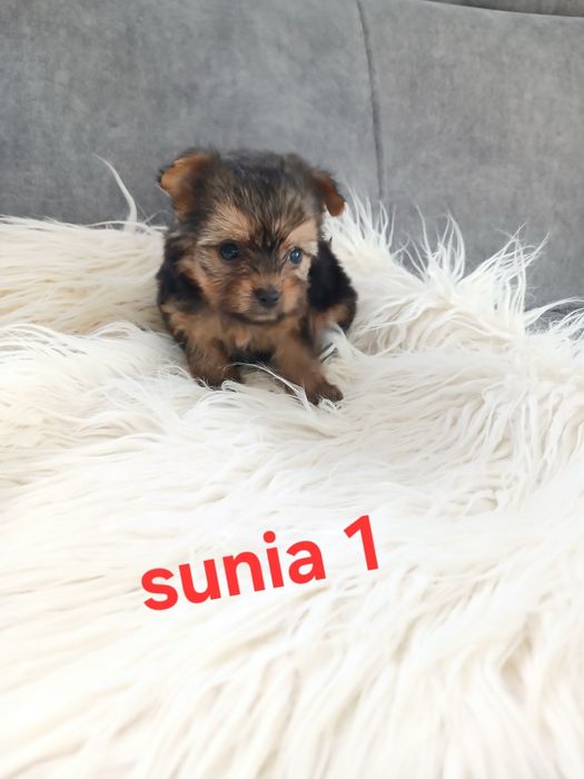 Sunia york z Rodowodem