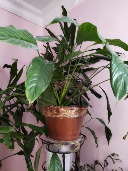 Спатифіліум вазон