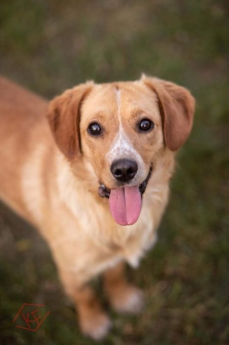 Poznajcie Pixela, jest nieduży, łagodny i towarzyski