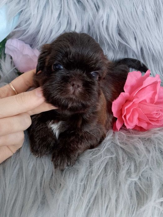 Piękna czekoladowa suczka Shih -Tzu szuka domku